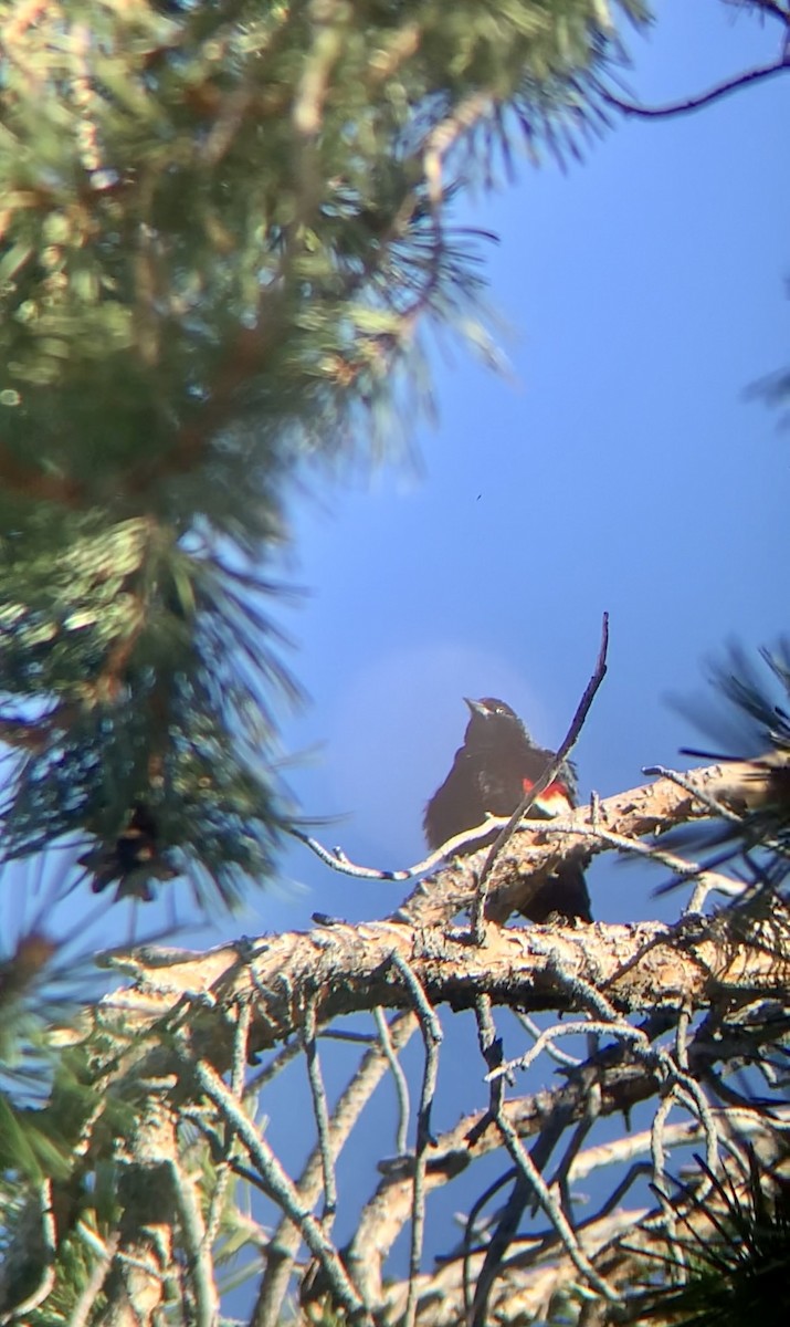 サンショクハゴロモガラス - ML618122648