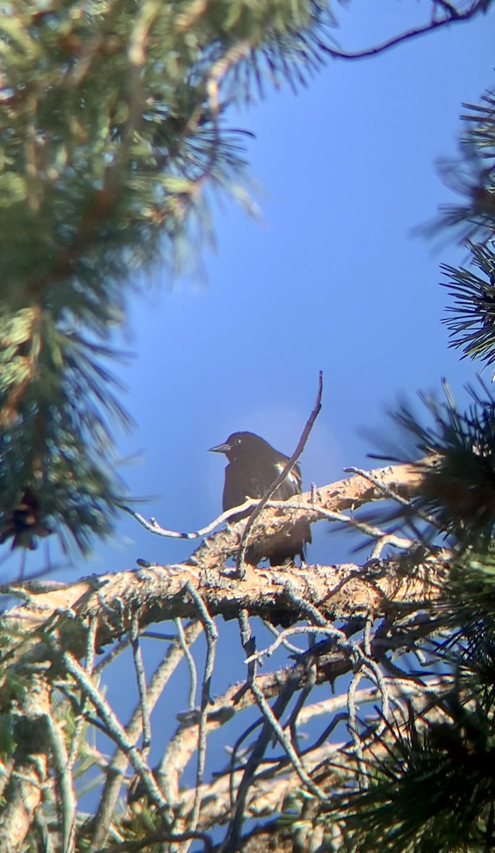 サンショクハゴロモガラス - ML618122649