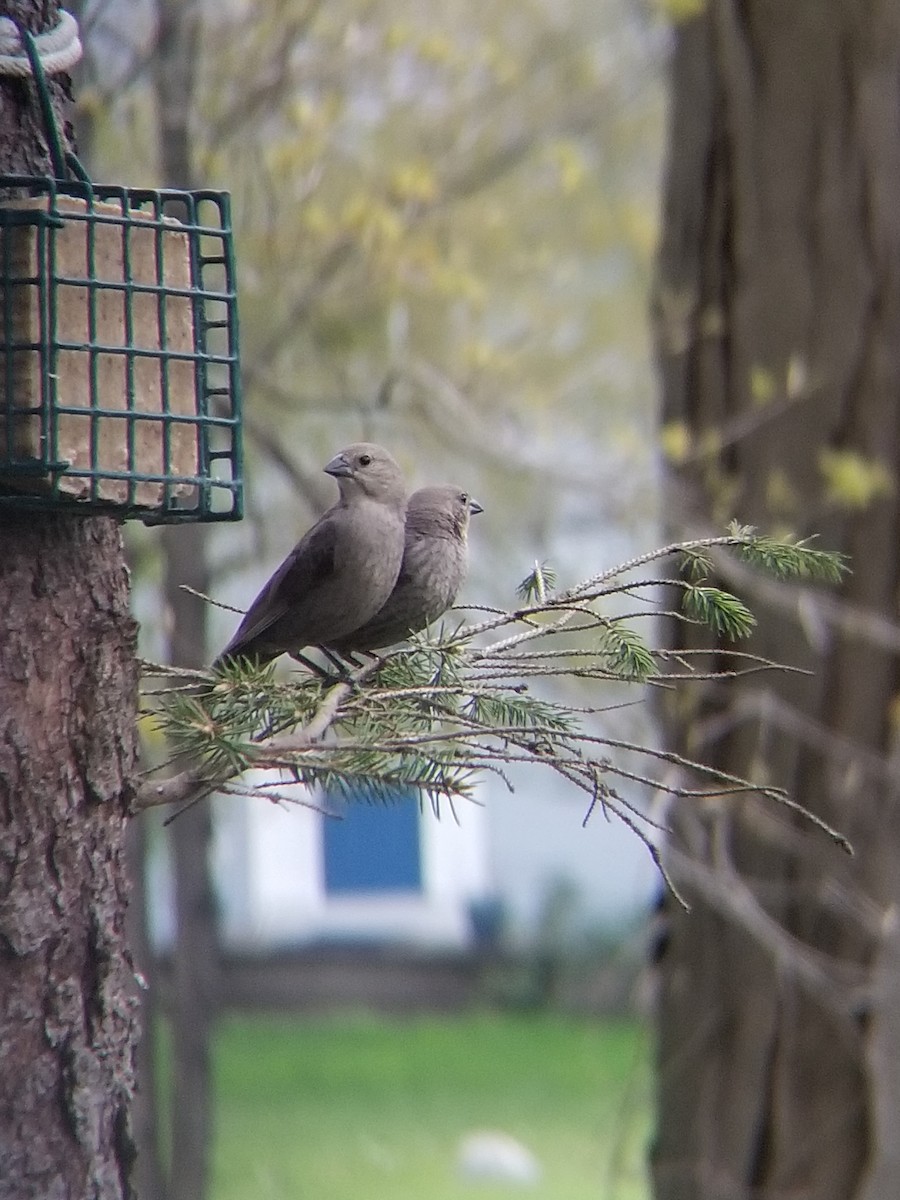 Brown-headed Cowbird - Andrew Bogert