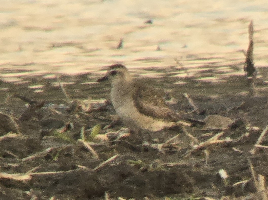 American Golden-Plover - Andrea Szymczak