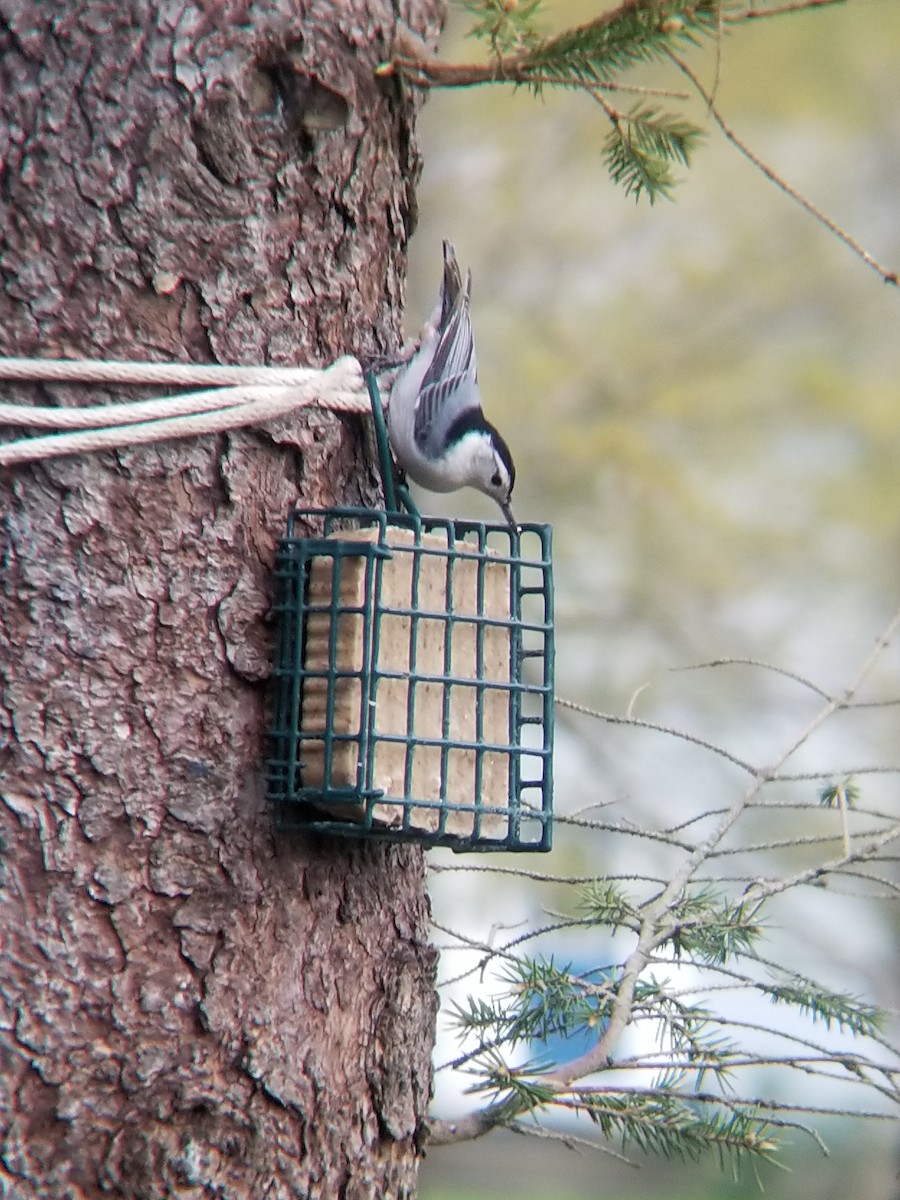 White-breasted Nuthatch - Andrew Bogert