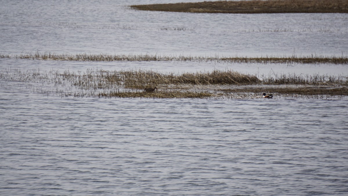 Northern Shoveler - James Coombs