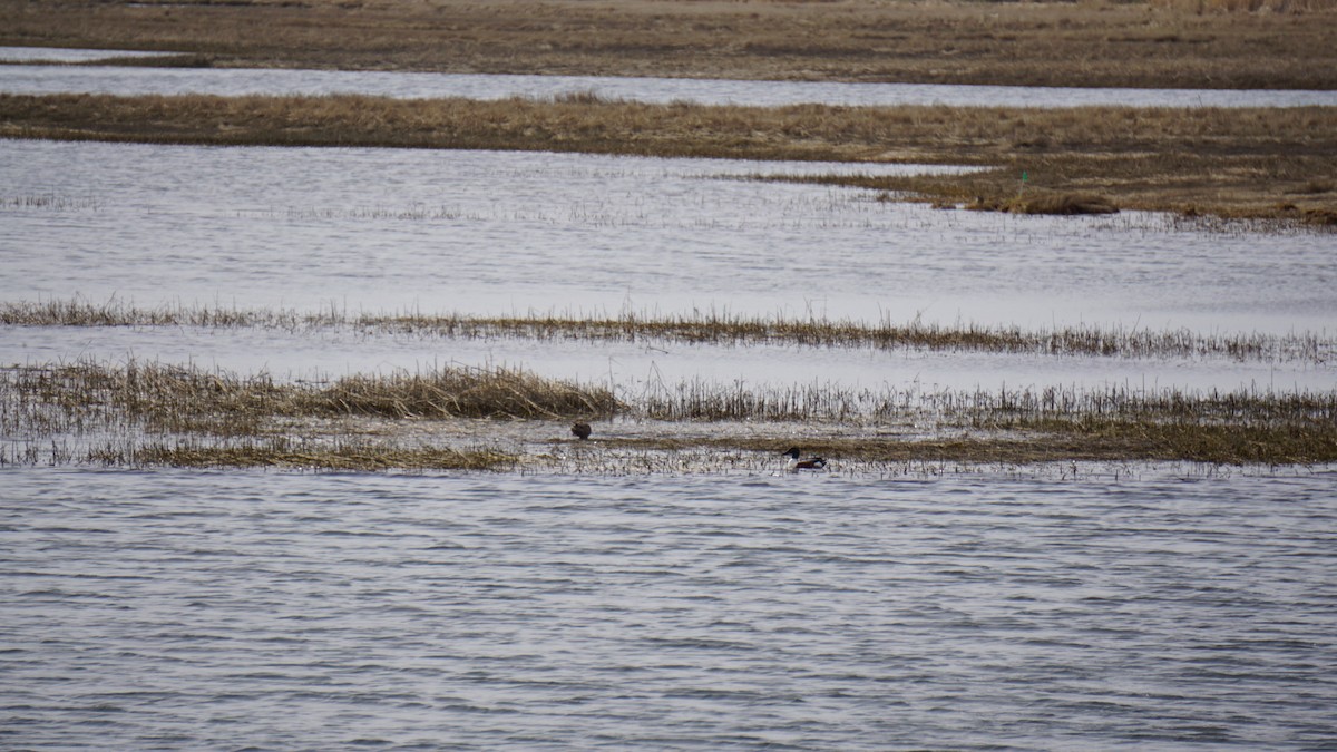 Northern Shoveler - James Coombs