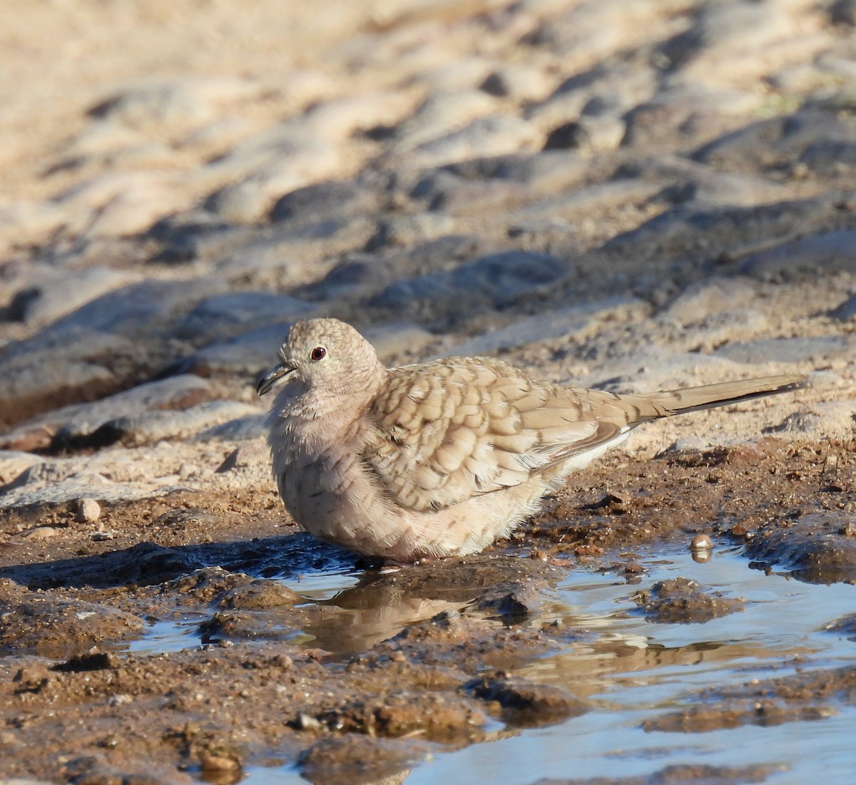 Inca Dove - ML618122707