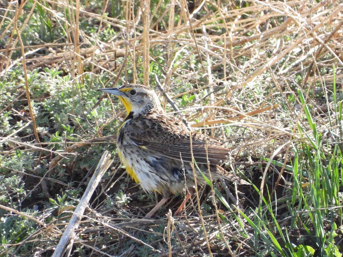 Western Meadowlark - Shawn McCormick