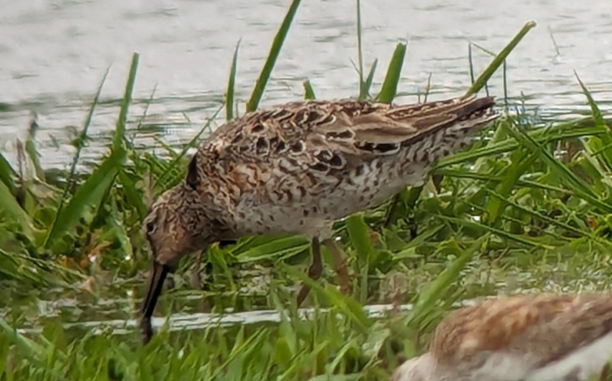 Short-billed Dowitcher (caurinus) - ML618122738