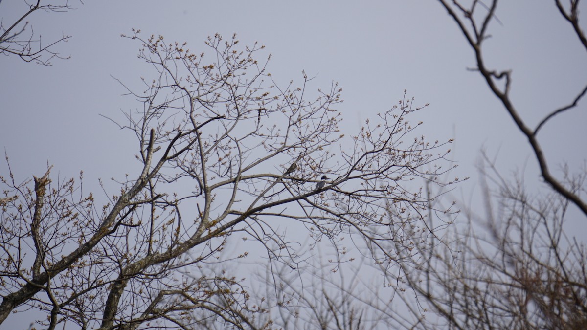 Belted Kingfisher - James Coombs