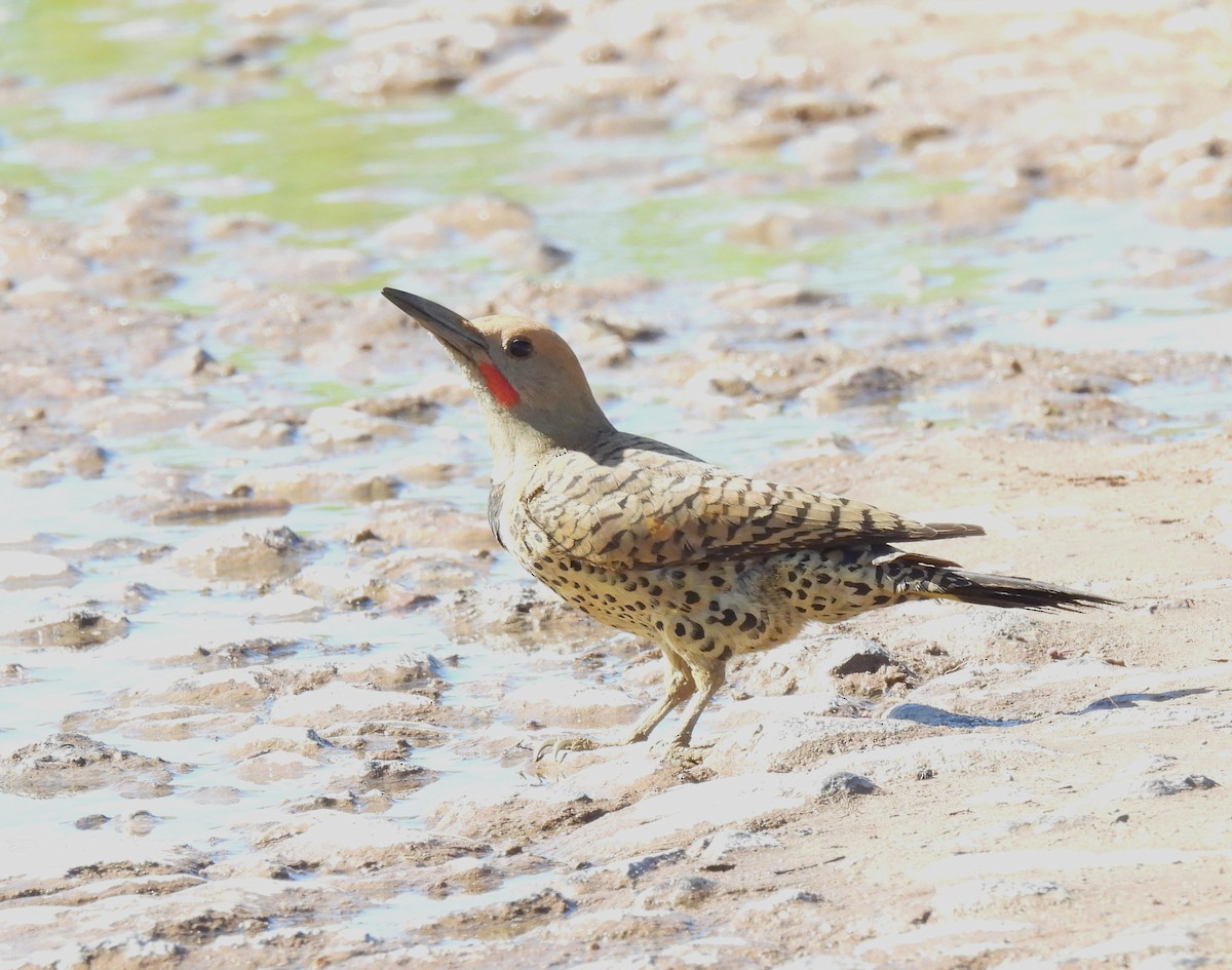 Gilded Flicker - Mary Tannehill