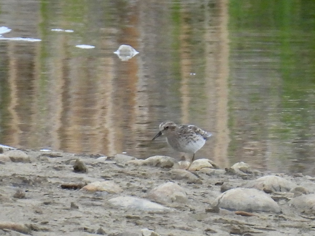 Least Sandpiper - Susan Ringoen