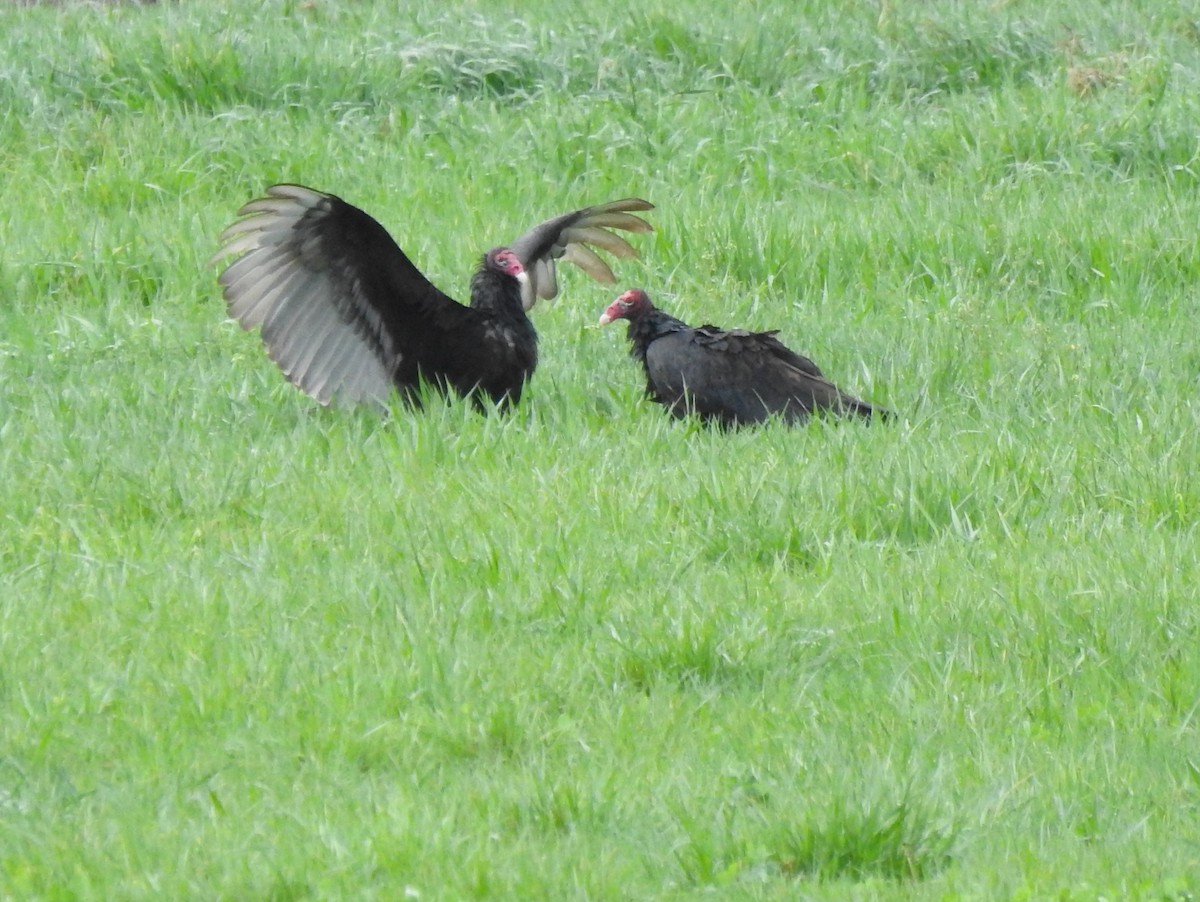 Turkey Vulture - Dana Siefer