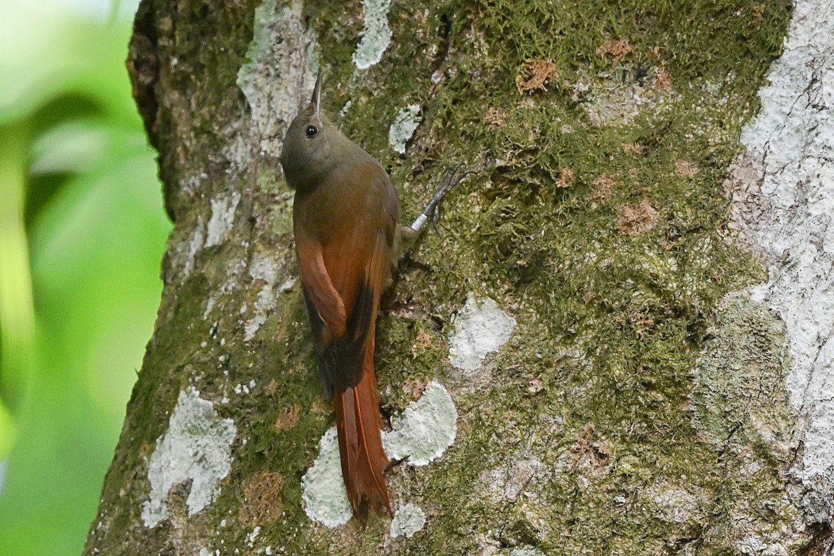 Olivaceous Woodcreeper - André Lanouette