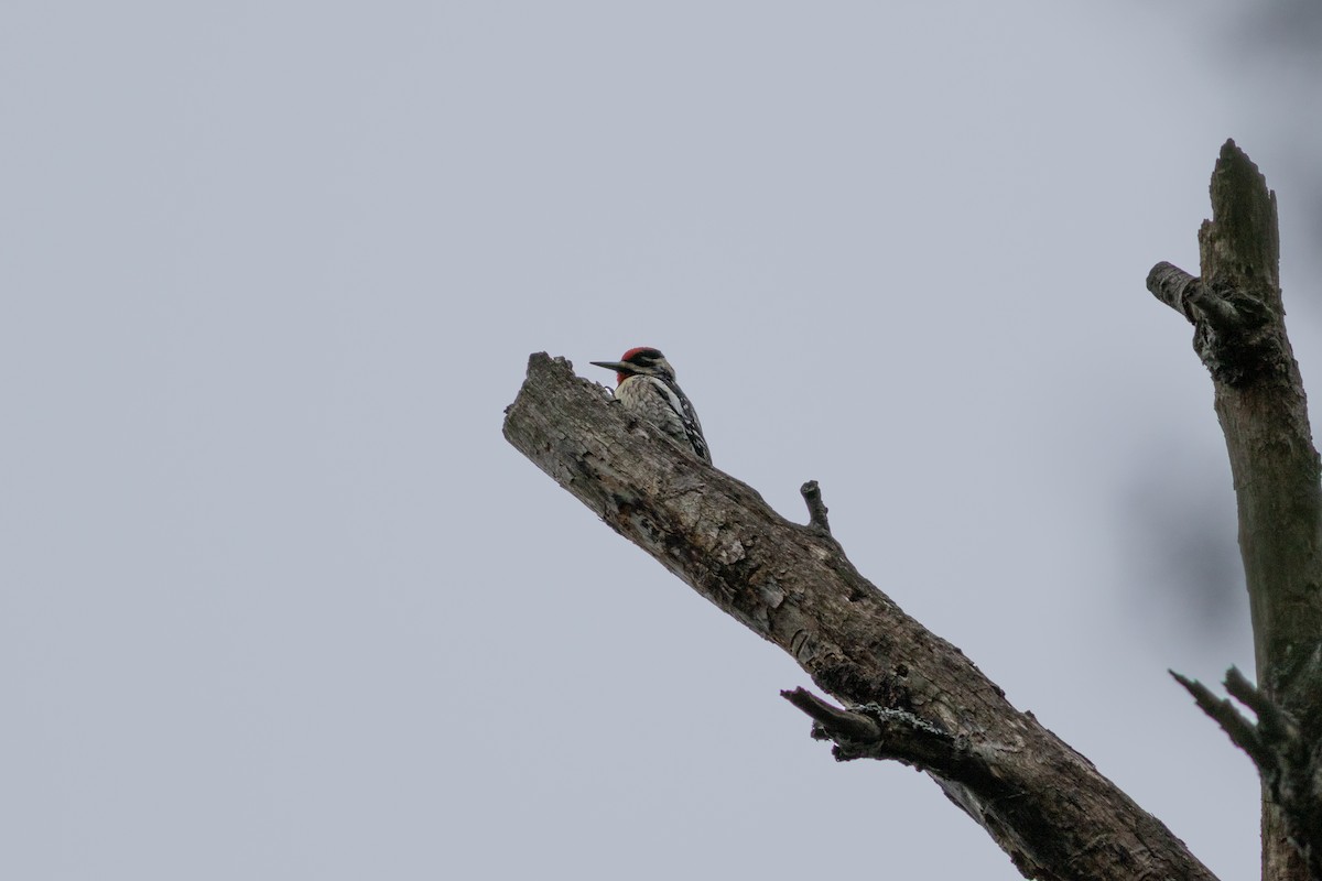 Yellow-bellied Sapsucker - Brenton Reyner