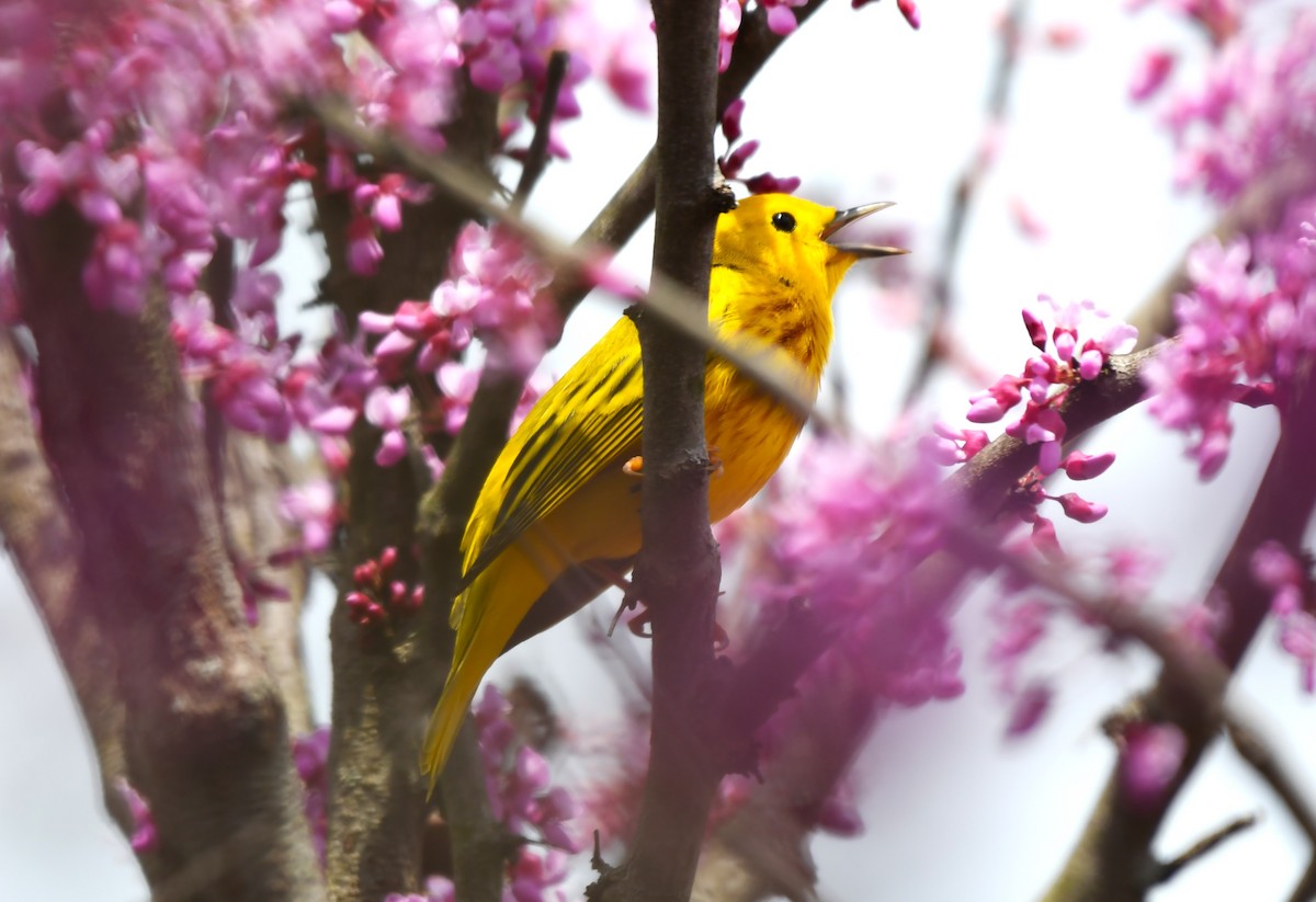 Yellow Warbler - Sandi Diehl