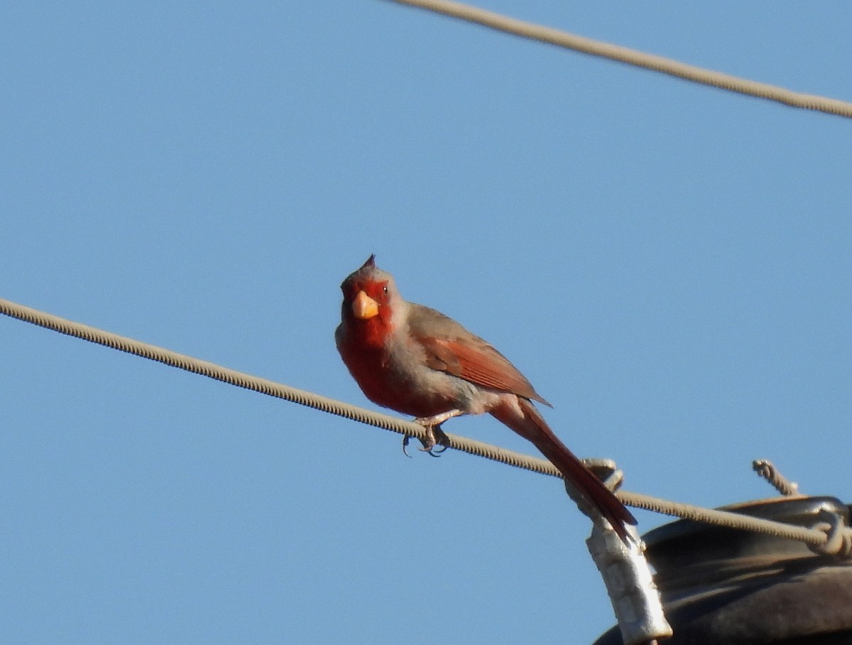 Pyrrhuloxia - Mary Tannehill