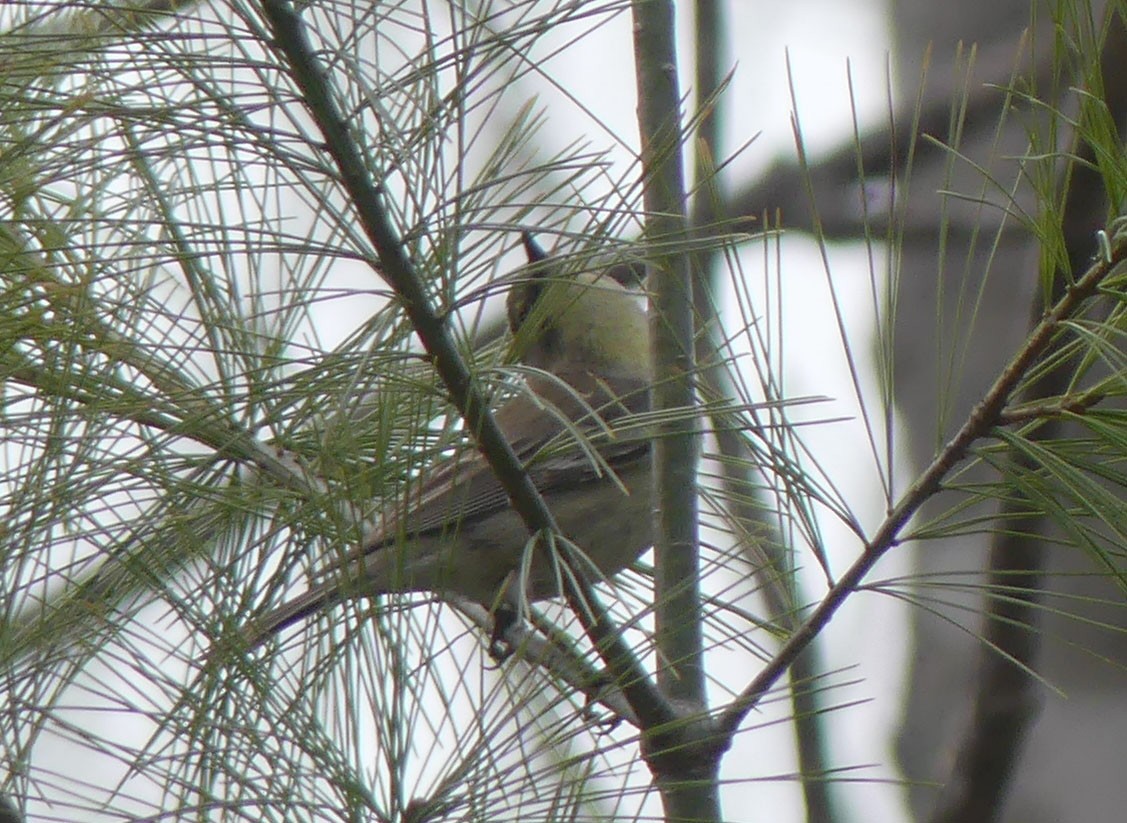 Ruby-crowned Kinglet - ML618122823