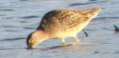 Long-billed Dowitcher - Andrea Szymczak