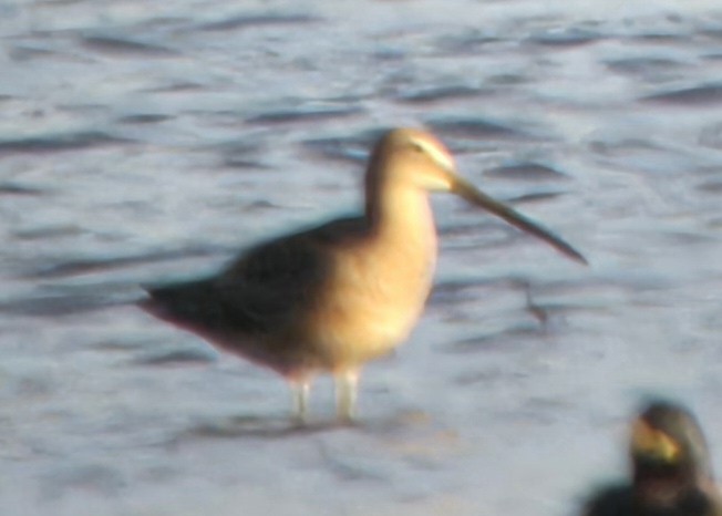 Long-billed Dowitcher - Andrea Szymczak