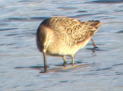 Long-billed Dowitcher - Andrea Szymczak