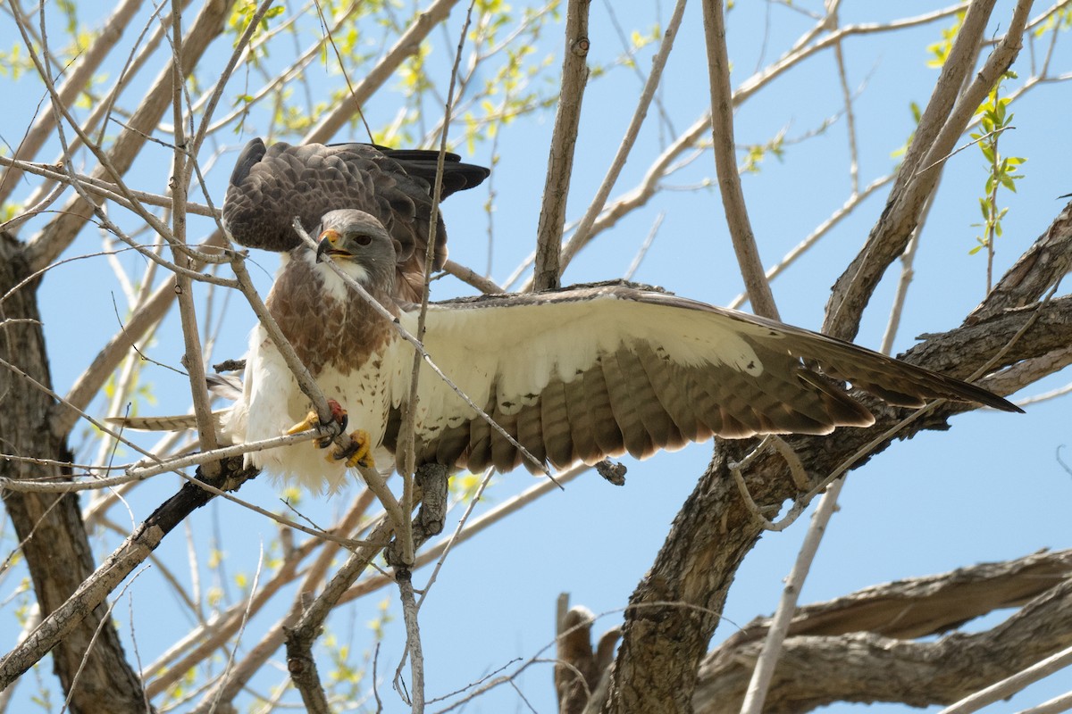 Swainson's Hawk - ML618122836