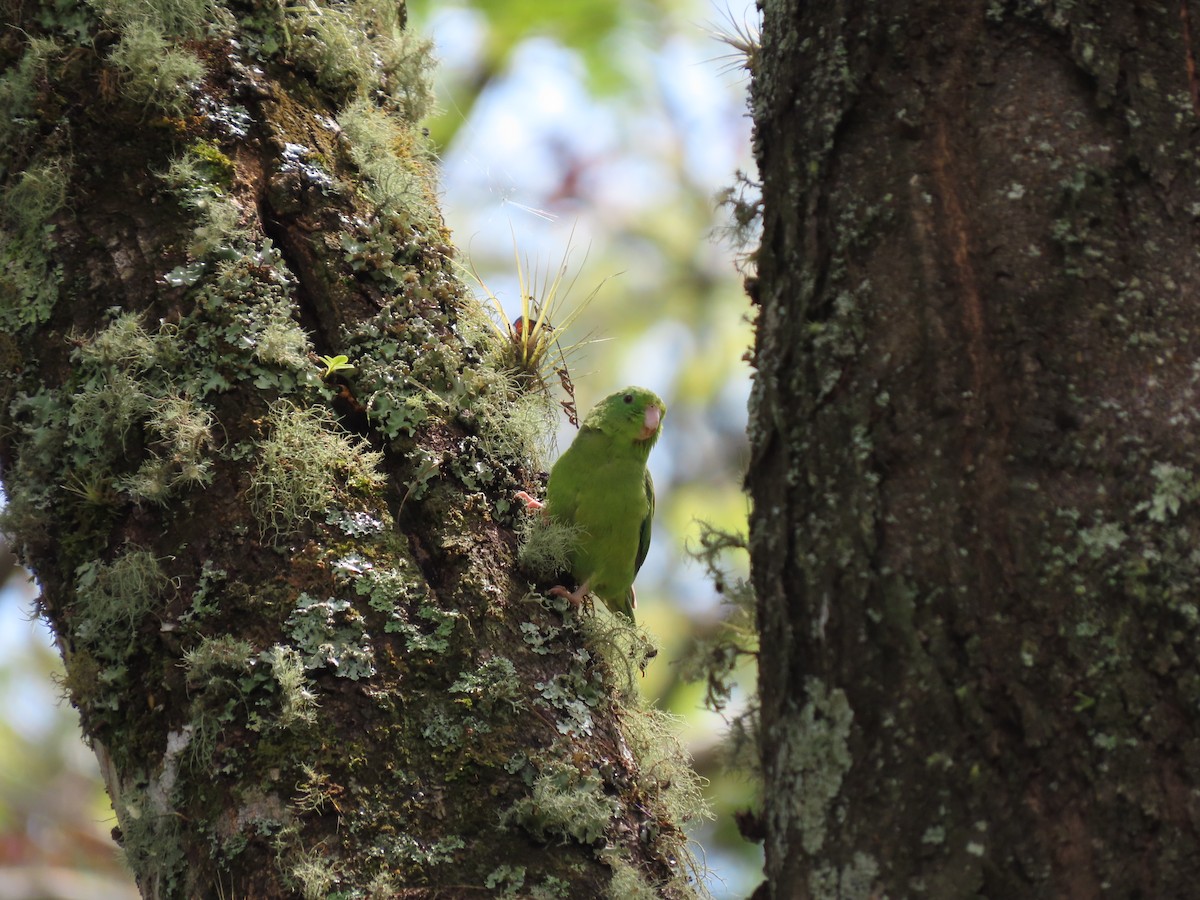 Spectacled Parrotlet - Cristian Cufiño