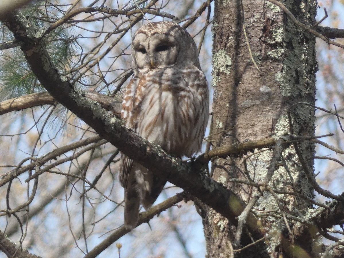 Barred Owl - ML618122906