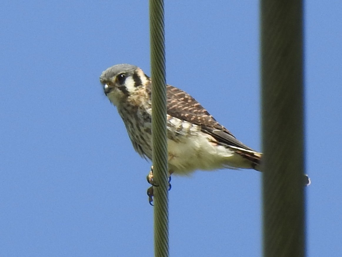 American Kestrel - Terry Crowe