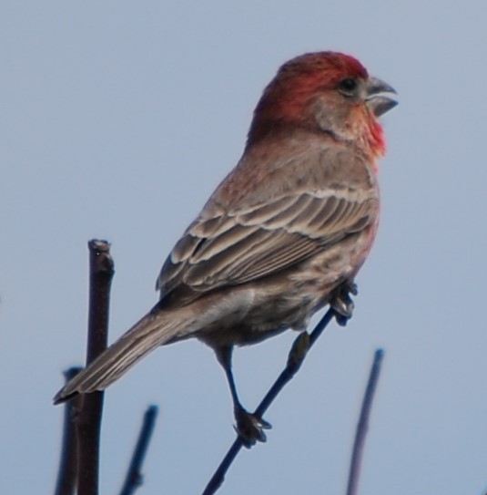 House Finch - R Tritz