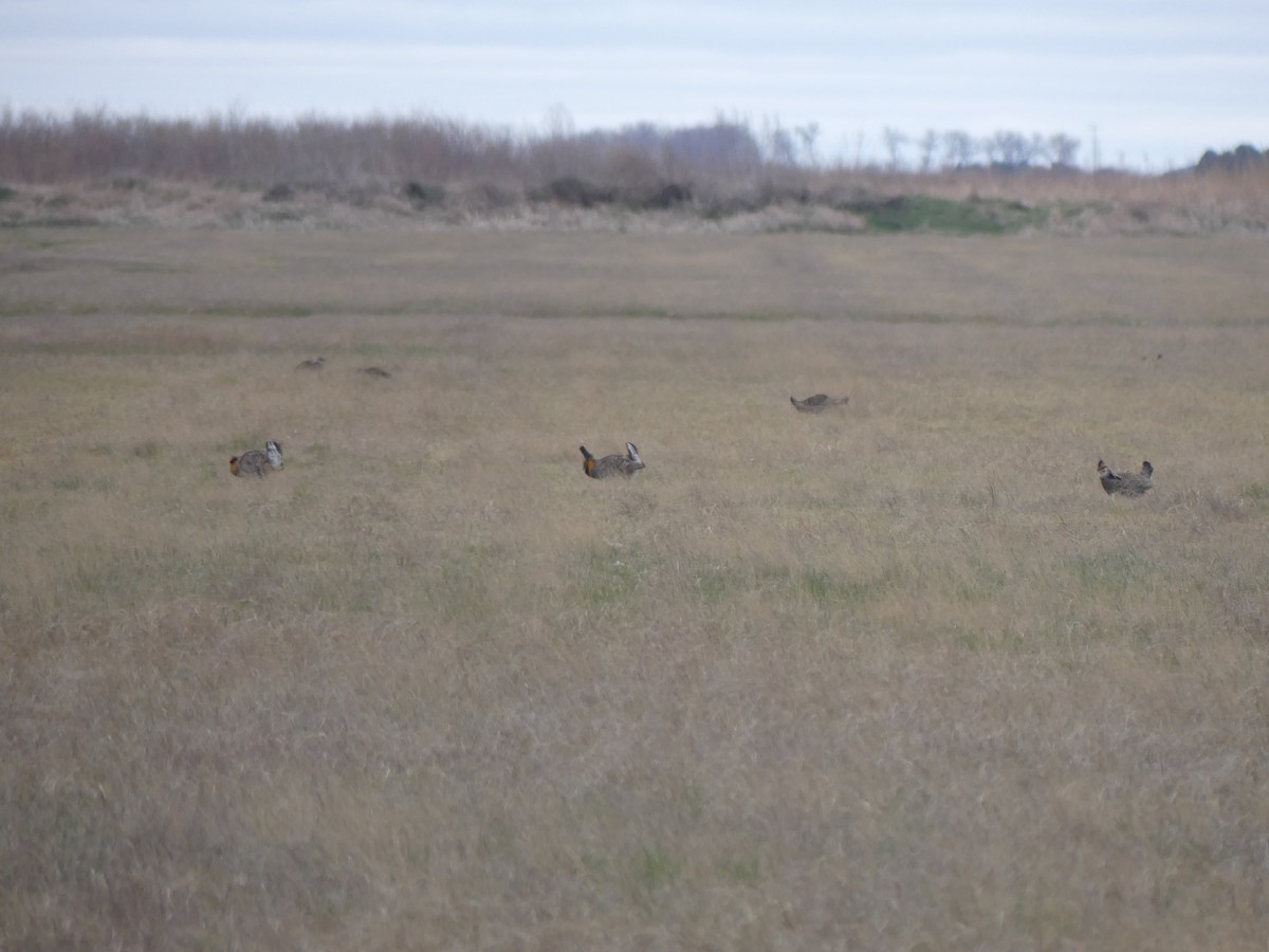Greater Prairie-Chicken - ML618122944
