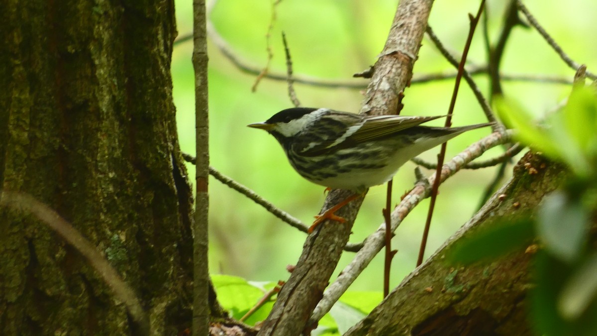 Blackpoll Warbler - Rachel Burgess