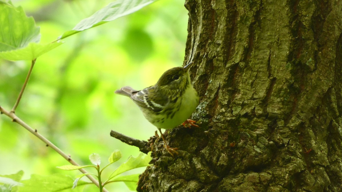 Blackpoll Warbler - Rachel Burgess