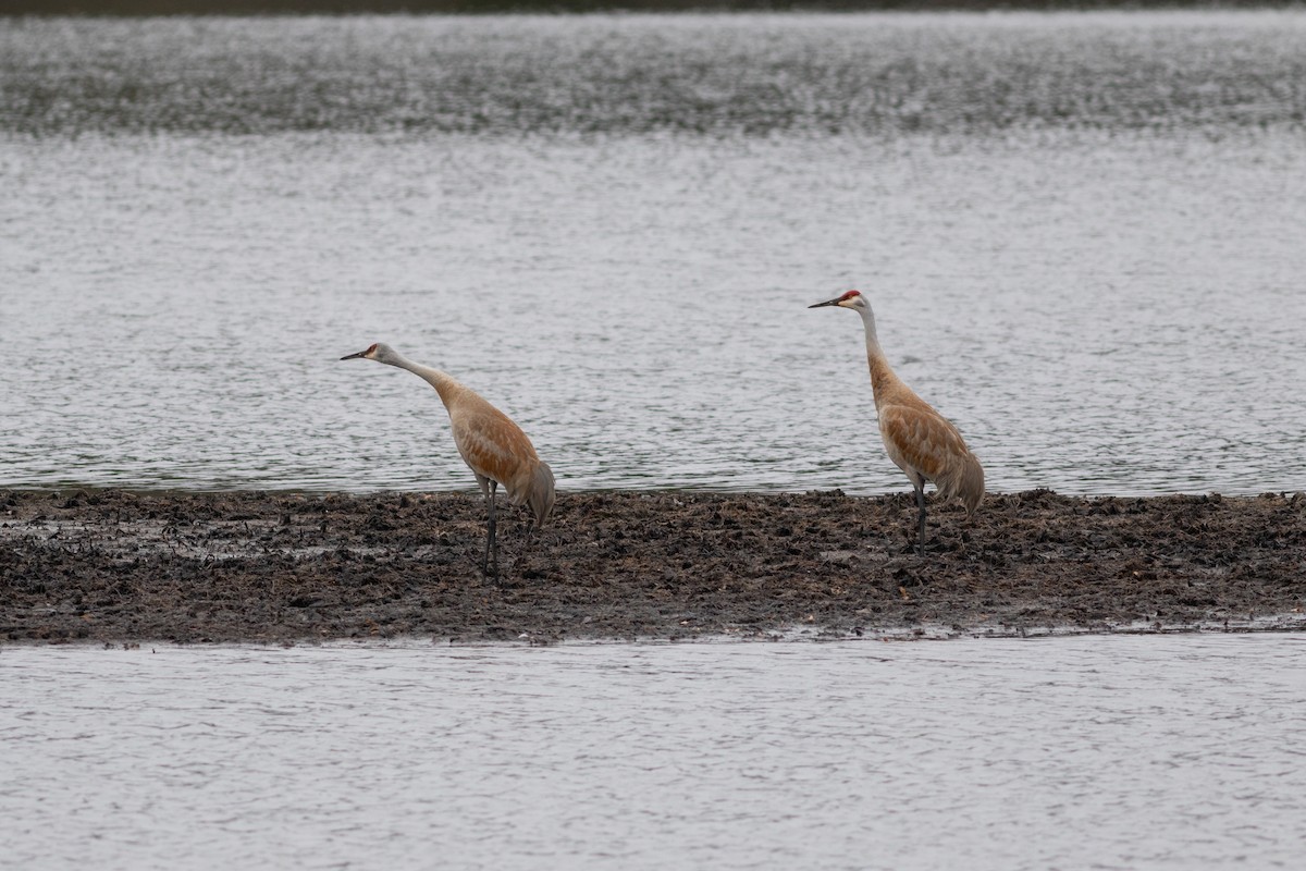 Sandhill Crane - Brenton Reyner