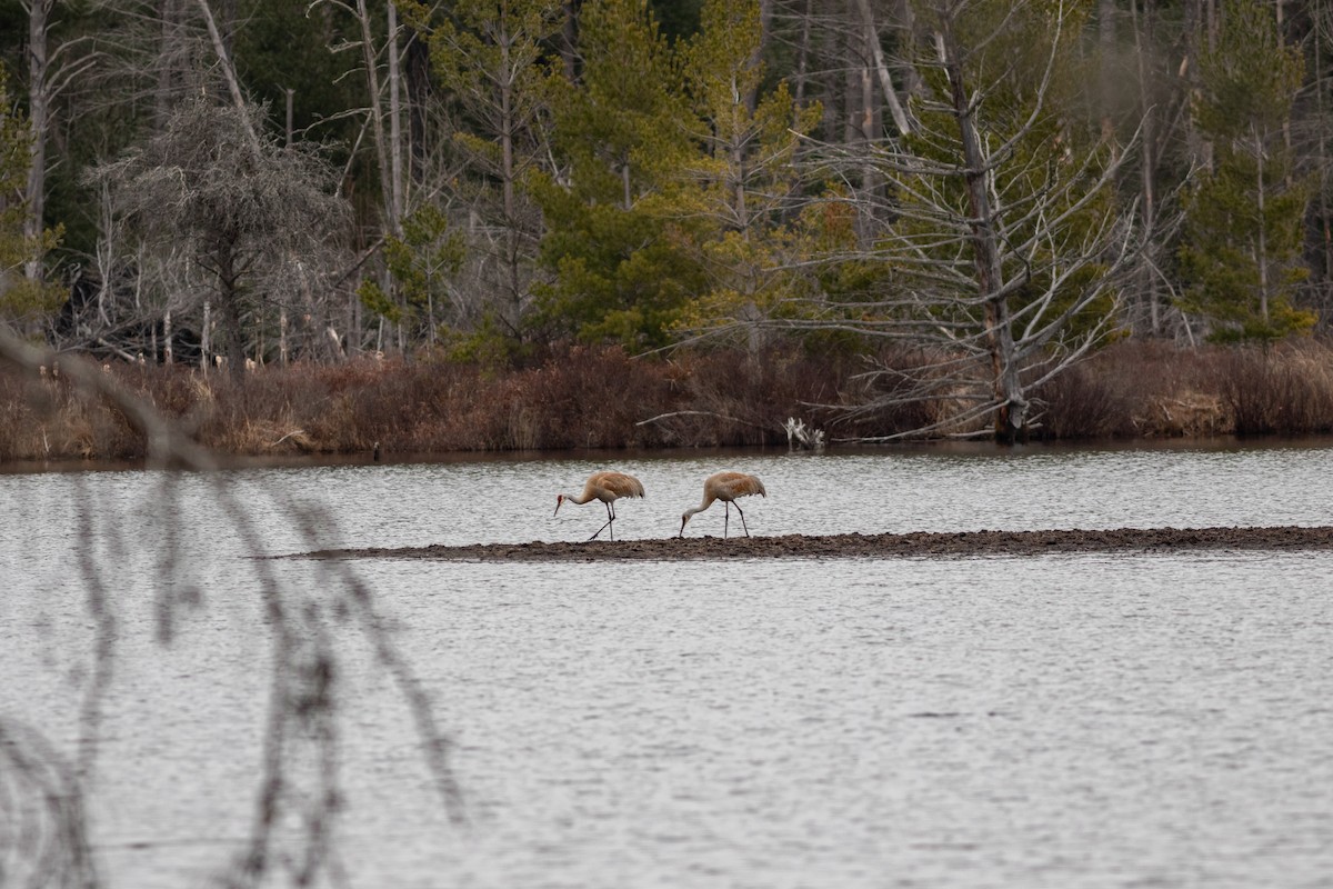 Sandhill Crane - Brenton Reyner