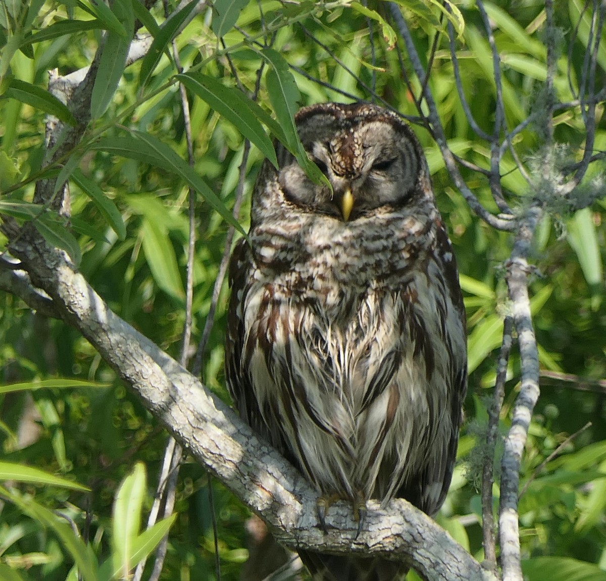 Barred Owl - Sandy Bauerschmidt