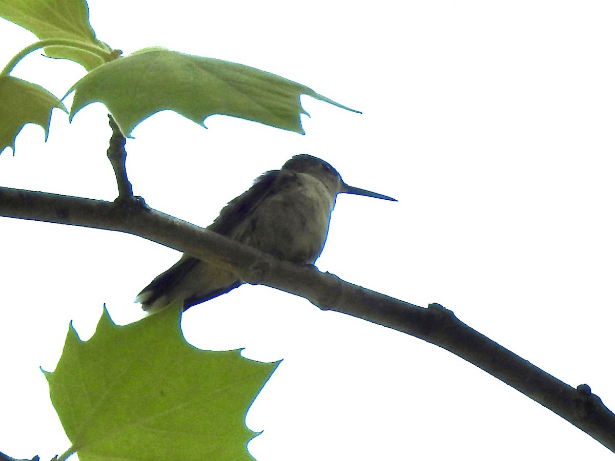 Ruby-throated Hummingbird - Terry Crowe