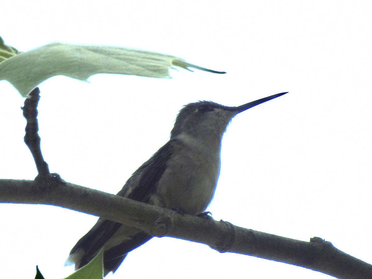 Ruby-throated Hummingbird - Terry Crowe