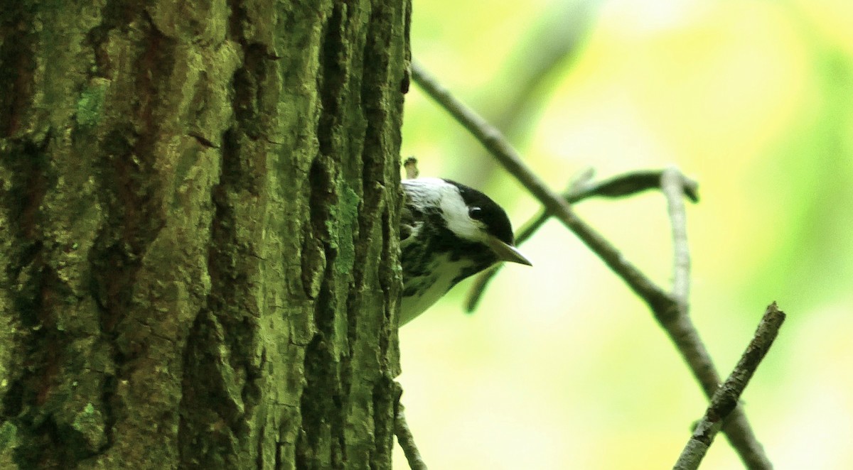 Blackpoll Warbler - ML618122980