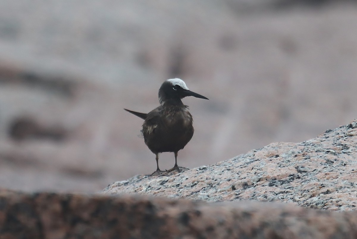 Black Noddy - John Hughes