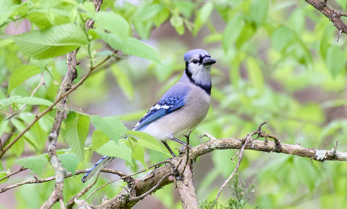 Blue Jay - Rickey Shive