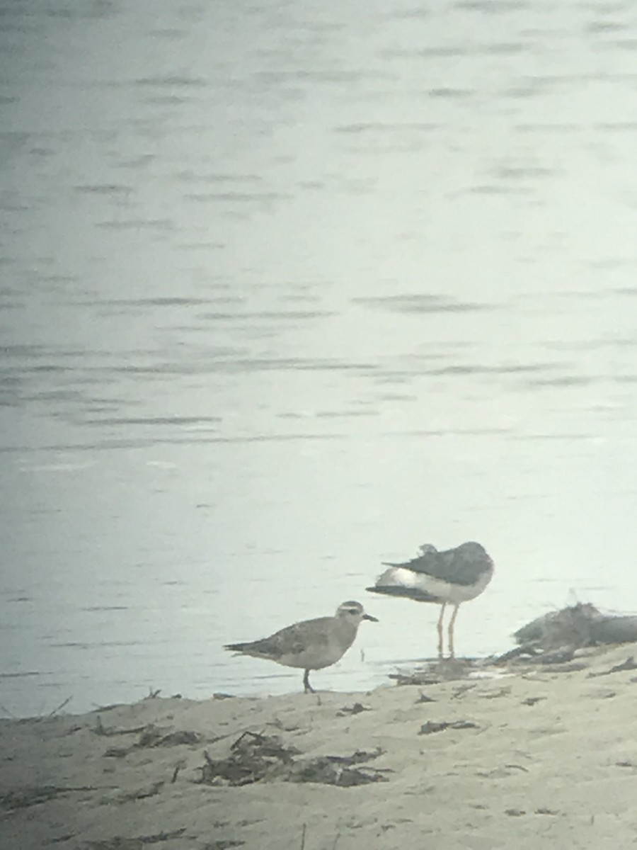 American Golden-Plover - ML618123008