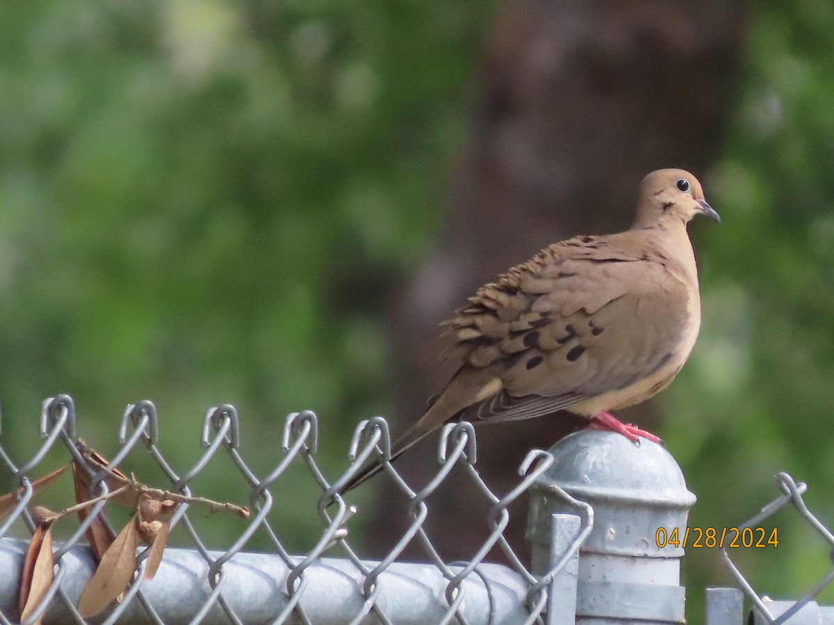 Mourning Dove - Susan Leake