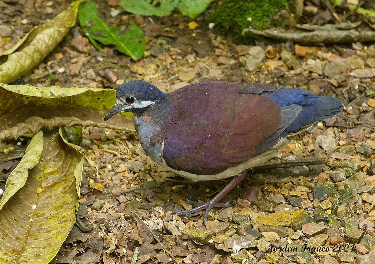 Purple Quail-Dove - Jordan Franco