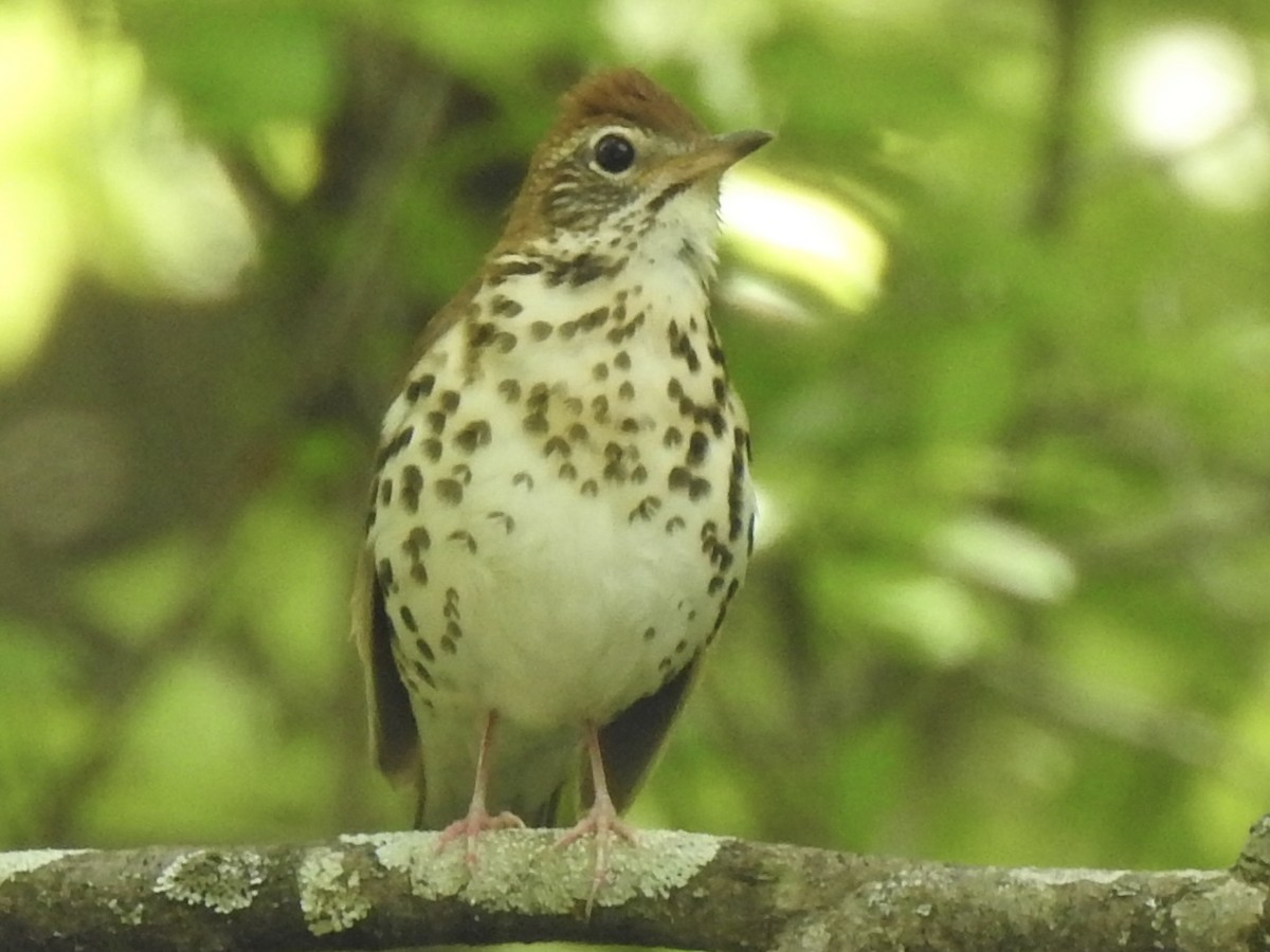 Wood Thrush - Terry Crowe