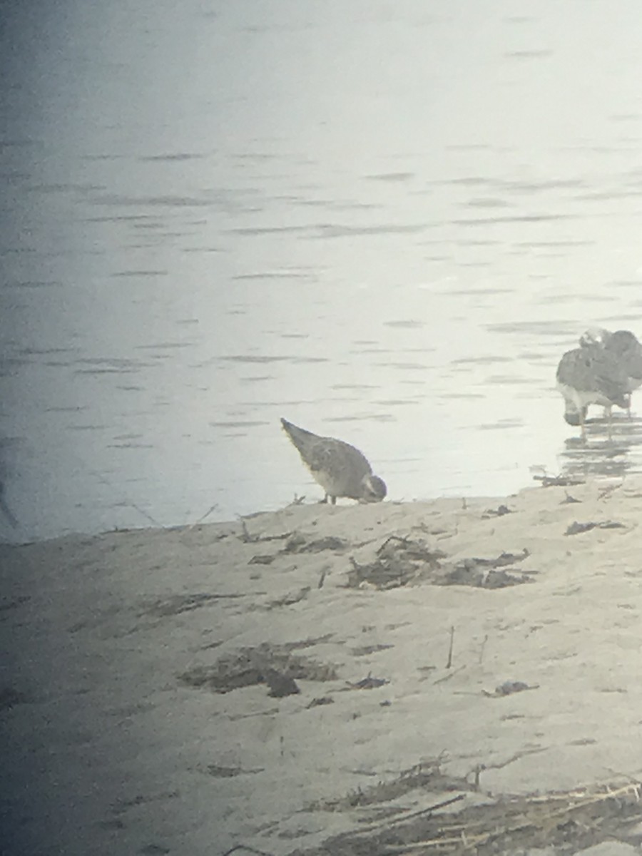 American Golden-Plover - ML618123036