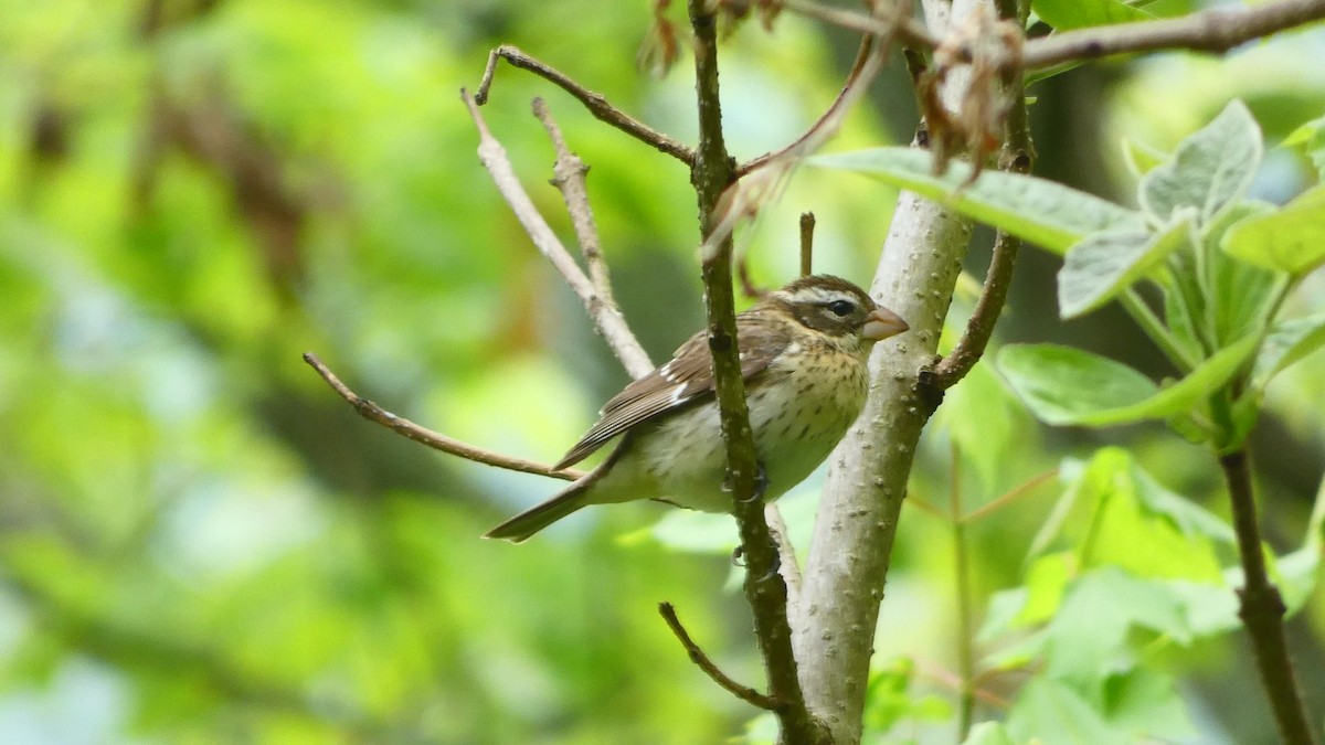 Rose-breasted Grosbeak - ML618123037