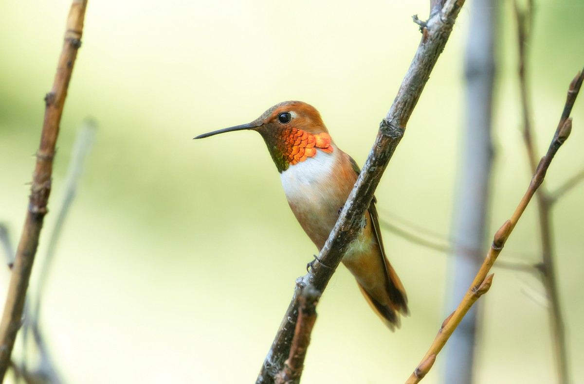 Rufous Hummingbird - Michelle Schreder