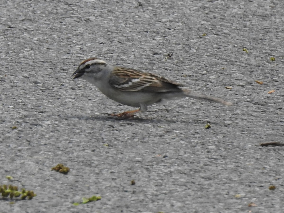 Chipping Sparrow - Terry Crowe