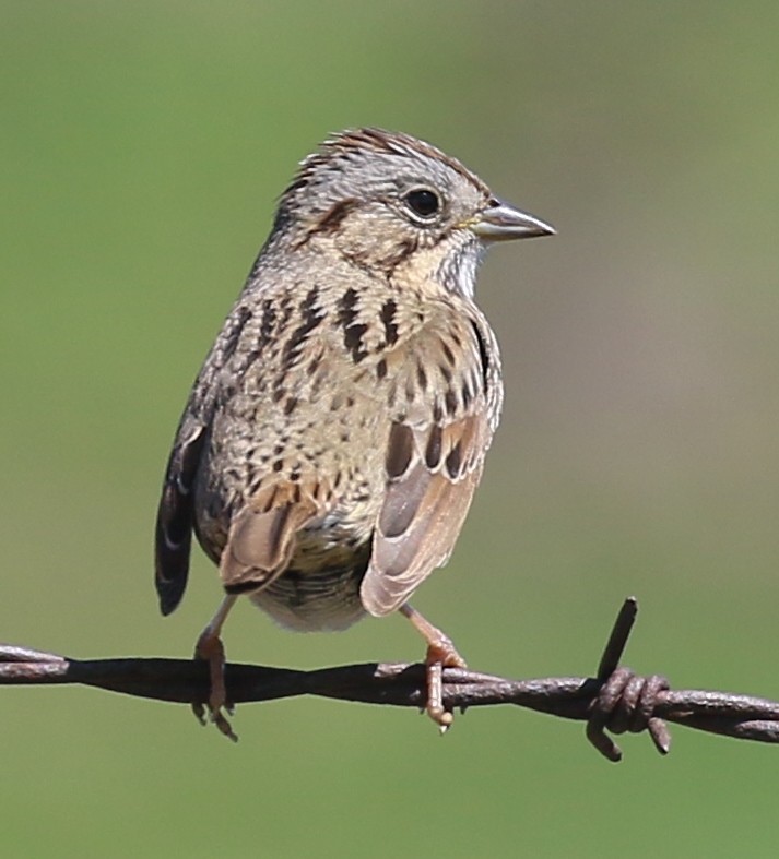 Lincoln's Sparrow - Debby Parker