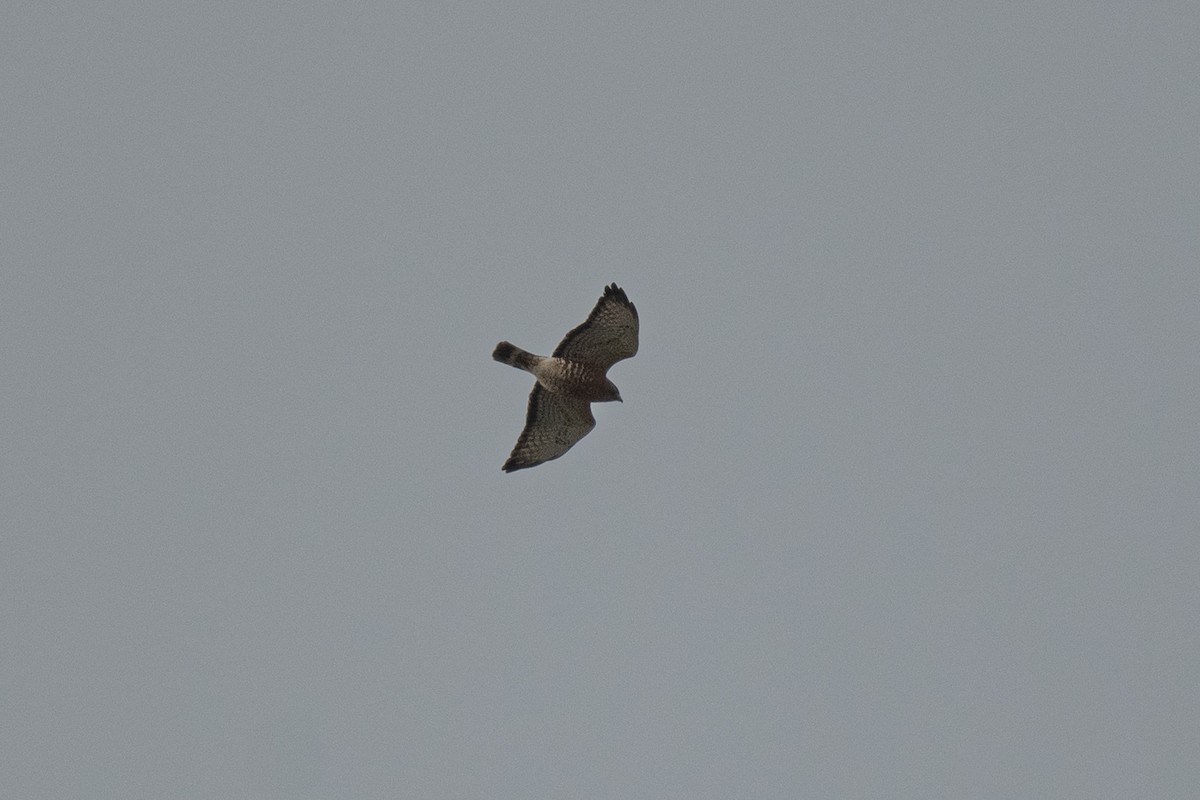 Broad-winged Hawk - Sebastian Jones