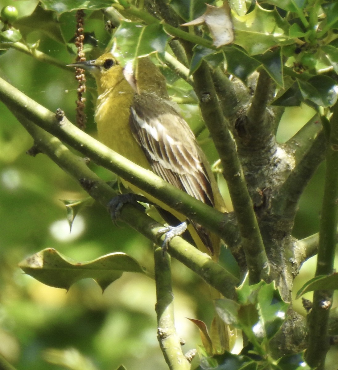 Orchard Oriole - Terry Crowe