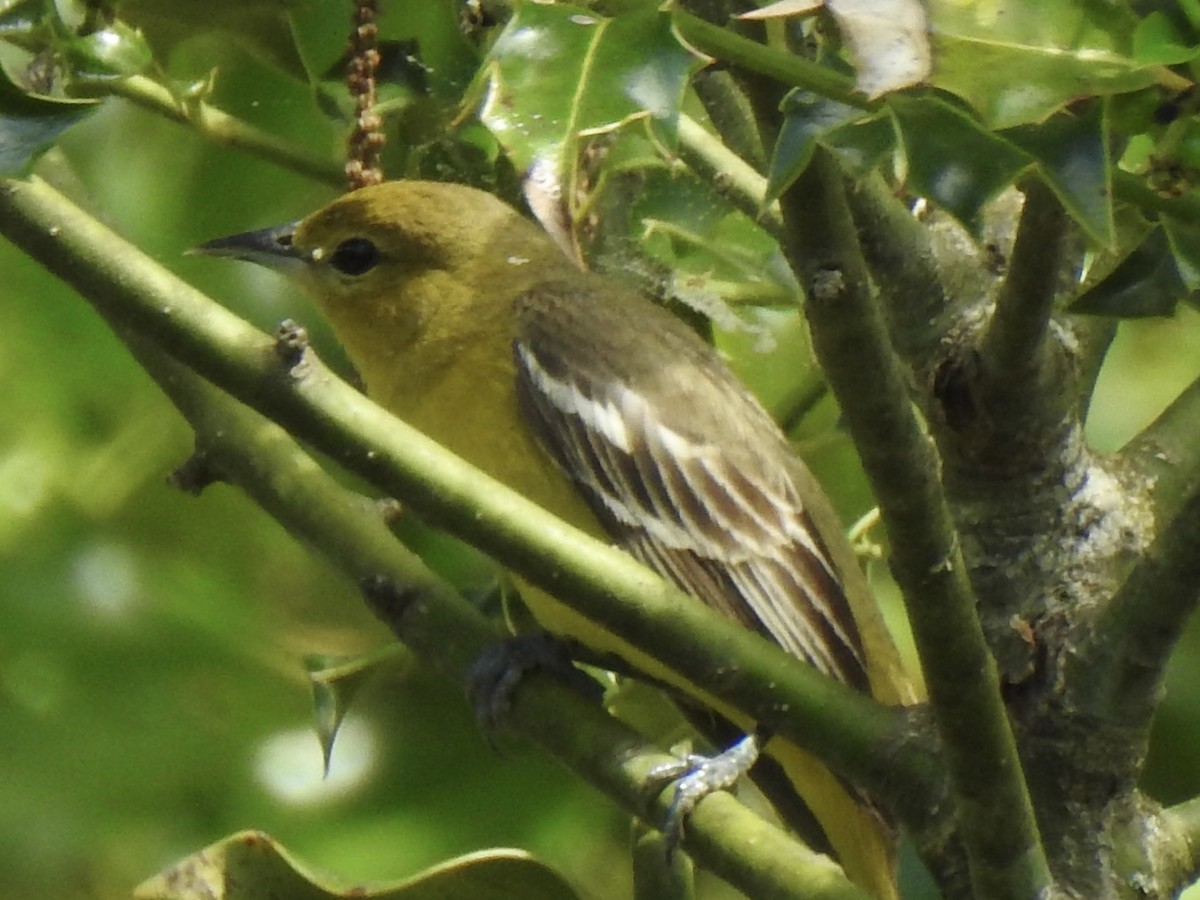 Orchard Oriole - Terry Crowe